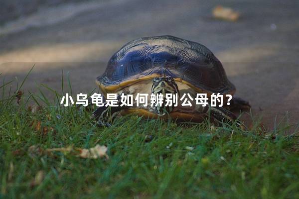 小烏龜是如何辨別公母的？